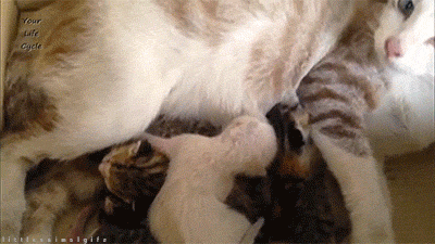 Breastfeeding cat animals GIF - Find on GIFER