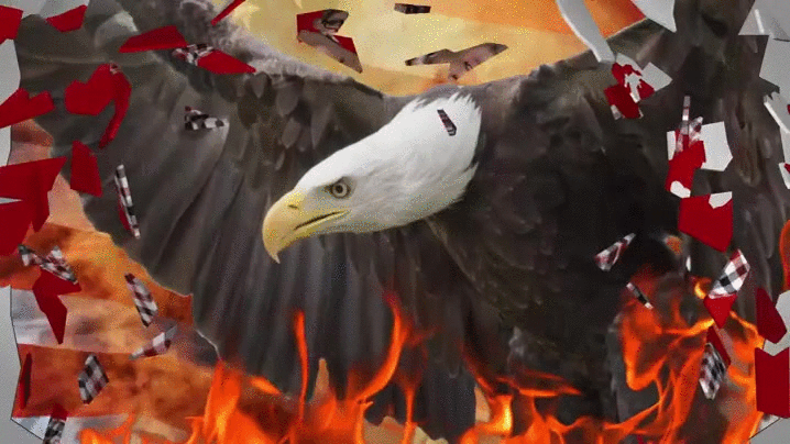 freedom eagle murica