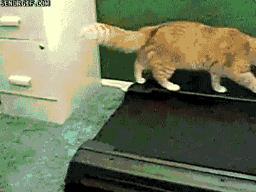 Treadmills Cat Funny Gif Find On Gifer