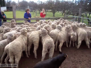 Sheepdog marche walks GIF - Find on GIFER