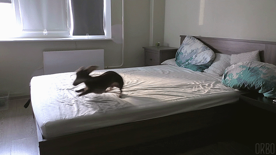 Не хотела слезать. Кровать в виде животных. Кровать в виде кошки. Кот в кровати. Гифка в кровати.