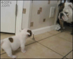 Bulldog puppy cachorro perrito GIF en GIFER - de Malashicage