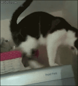 GIF crazy cats classic snes gatti - GIF animé sur GIFER