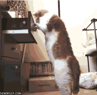 Funny cats GIFs - Find & Share on GIPHY