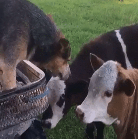 Realizes Dog Cows Gif On Gifer By Megal
