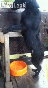 9w1L.gif