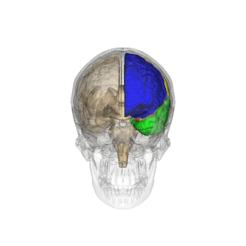Neuroscience GIF - Find on GIFER