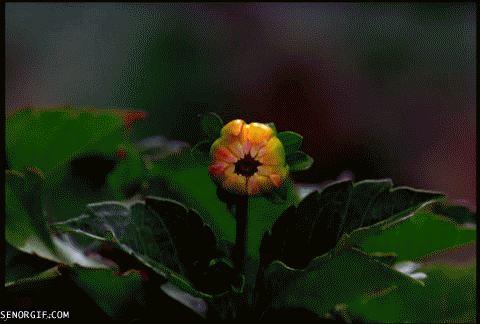flower-moving-animation-flower-flowers-animation-gif
