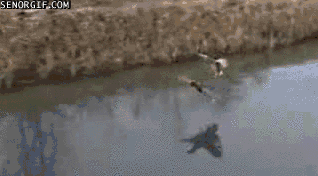 ducks landing on river