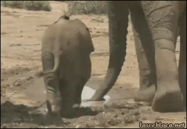 baby elephant gif tumblr
