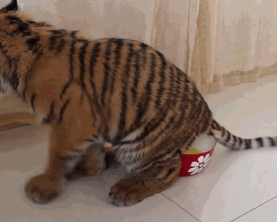 Piss funny GIF - Find on GIFER Piss funny GIF - Find on GIFER