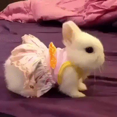 Baby bunny gifs