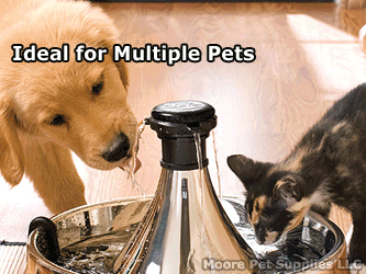 Pet GIF - Find on GIFER