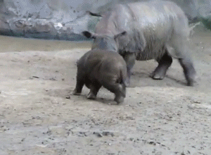 Uma esperança para o rinoceronte-de-sumatra