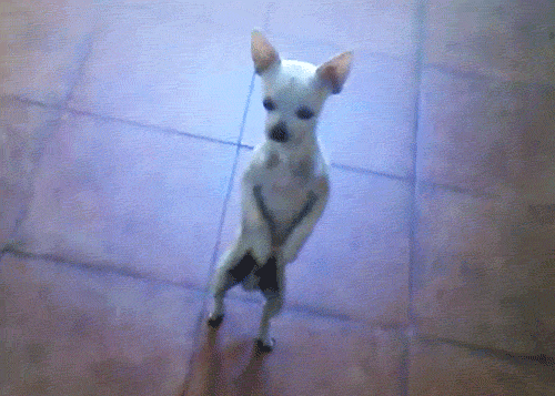 Chihuahua funny or die funny GIF on GIFER - by Beazebandis