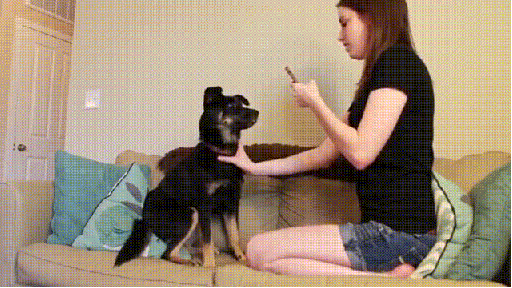 Гифка собака против слишком навязчивая подружка гиф картинка