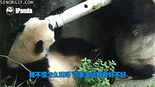 Что вокруг панда собирает в круг ремикс. Обниматель панд gif. Панда с трубой. Панда собирать. Прикольные панды гифки для настроения.
