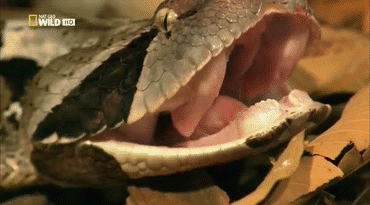 snake bite gif