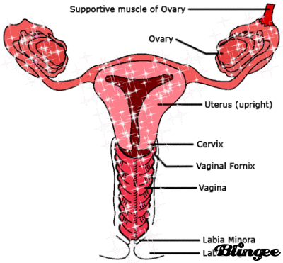 Vagina zeichnung