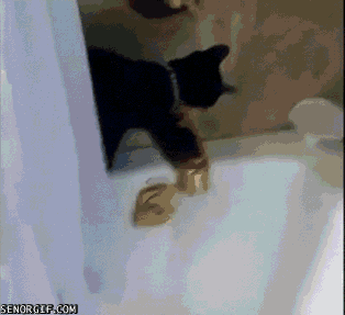 Baths Cat Funny Gif Find On Gifer