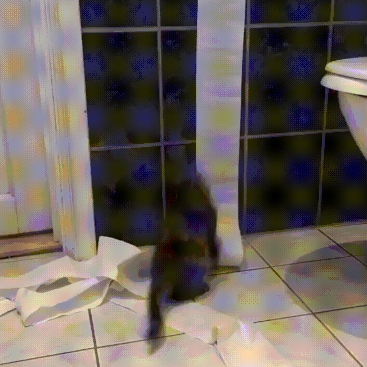 GIF battling toilette toilette - GIF animé sur GIFER