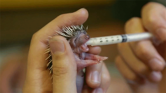 Gif Foundation Feeds Baby Animated Gif On Gifer