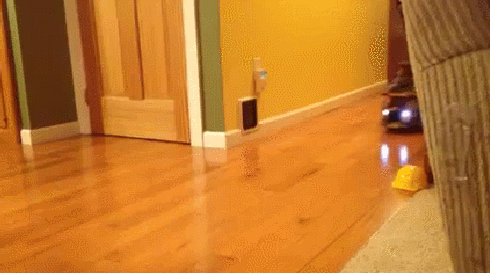 Gif On My Way To Steal Yo Girl Cat Gata Animated Gif On Gifer By Landalune