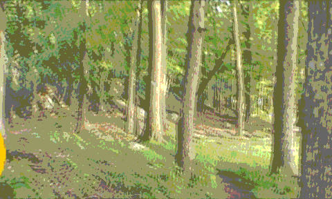 GIF woods - animated GIF on GIFER