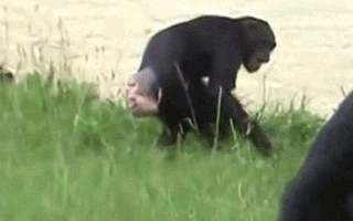 gorillas mating gif