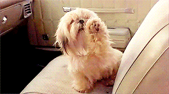 ace ventura pet detective dog