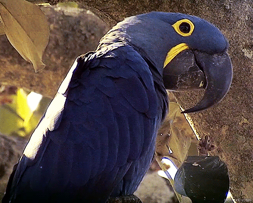 GIF bird macaws animals - animated GIF on GIFER