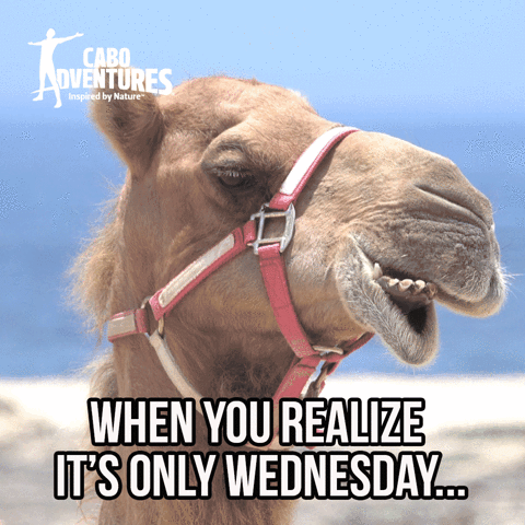 Animated Gif Wednesday Funny Animals Cabo Share Or Download Email Scandal Animated Gif Wednesday Funny Animals Cabo Share Or Download Email Scandal