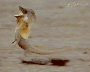 B9N7.gif