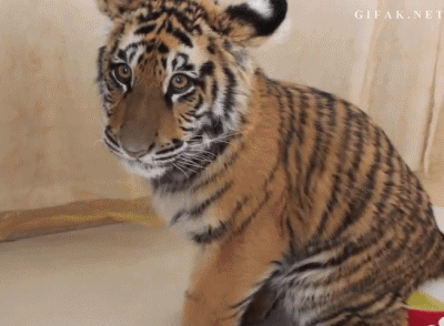 Animals tiger pee GIF - Find on GIFER