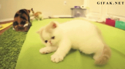 Cat crawling derp GIF - Find on GIFER
