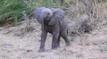 Elephants brighten day GIF - Find on GIFER