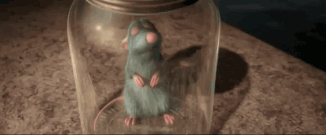 16++ Animated rat confused gif information