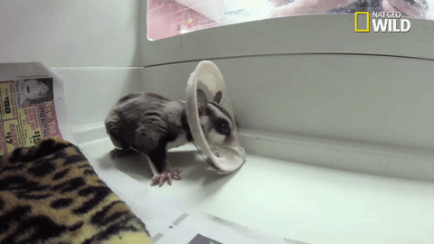Animals fail pets GIF - Find on GIFER Animals fail pets GIF - Find on GIFER