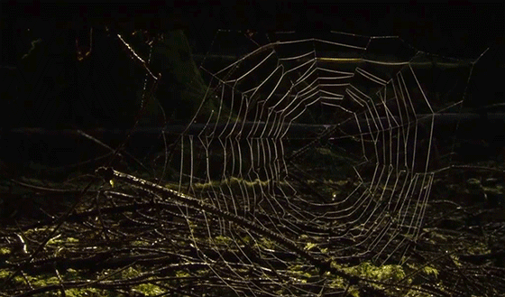 GIF nature breeze spiderweb - animated GIF on GIFER
