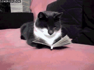 animal reading gif