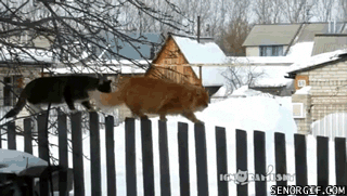 свадебный гифка кот на заборе качества, которые влияют