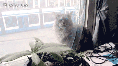 https://i.gifer.com/BV3i.gif