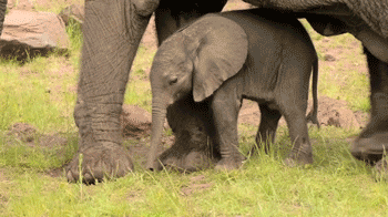 Gif Bebe Mami Mama Gif Animado En Gifer