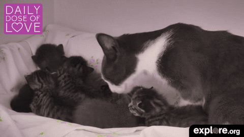 Мама трется киской. Кошка гифка. Котики обнимаются. Котенок gif. Гифки с котятами.