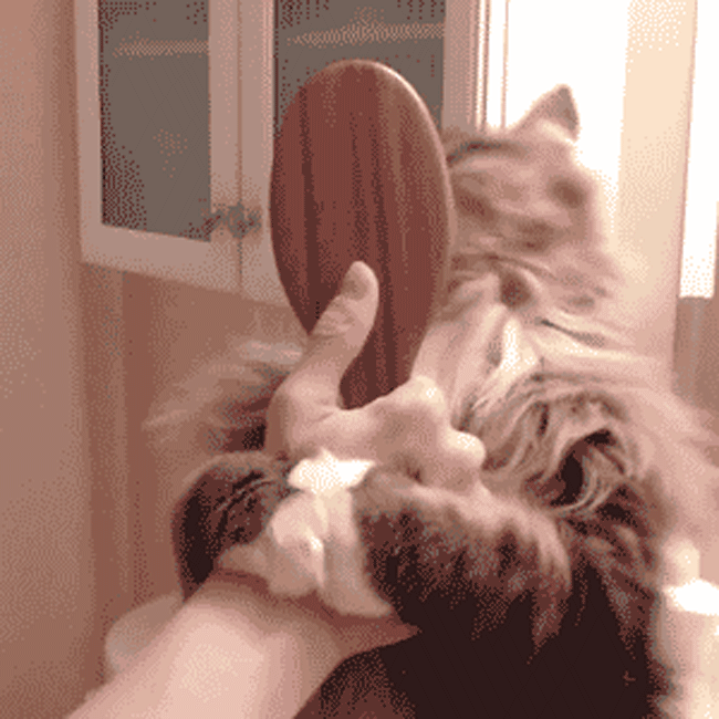 On this animated GIF: happy cat animals, Dimensions: 650x650 px Download GI...