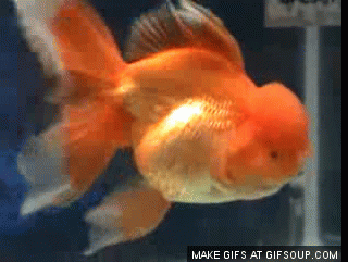 gold fish animated gif