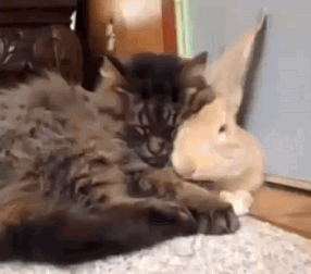 Hasen bunnies GIF - Find on GIFER