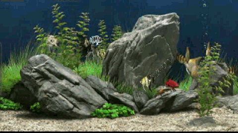 Animated Aquarium Fish wallpaper in 240x320 resolution