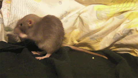 Spring Rats Gifs GIF rats - animated GIF on GIFER