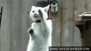 Gif Sore Throat Malade Chaton Gif Anime Sur Gifer